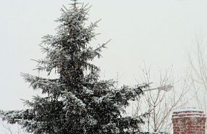 Snow_to_a_tree
