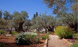 garden-of-olives-3