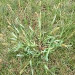 common_weeds